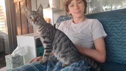 Found/Stray Male Cat last seen D Street and Roynon Elementary School, La Verne, CA 91750