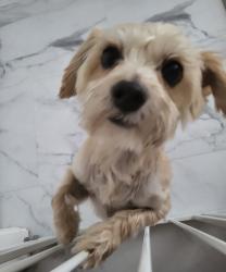 Reunited Male Dog last seen Endora dr and Chadwick way, Spring Valley, NV 89147