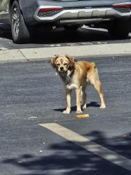 Found/Stray Unknown Dog last seen Vineyard & Foothill, Rancho Cucamonga, CA 91730