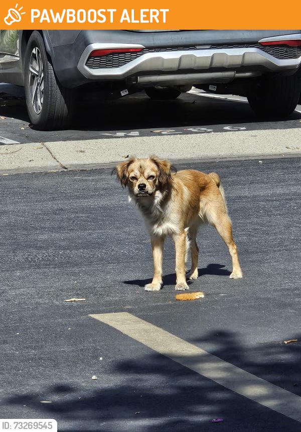 Found/Stray Unknown Dog last seen Vineyard & Foothill, Rancho Cucamonga, CA 91730