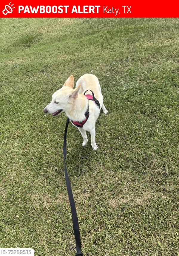 Lost Female Dog last seen Home Depot, Retention pond, Katy, TX 77449