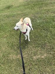 Lost Female Dog last seen Home Depot, Retention pond, Katy, TX 77449