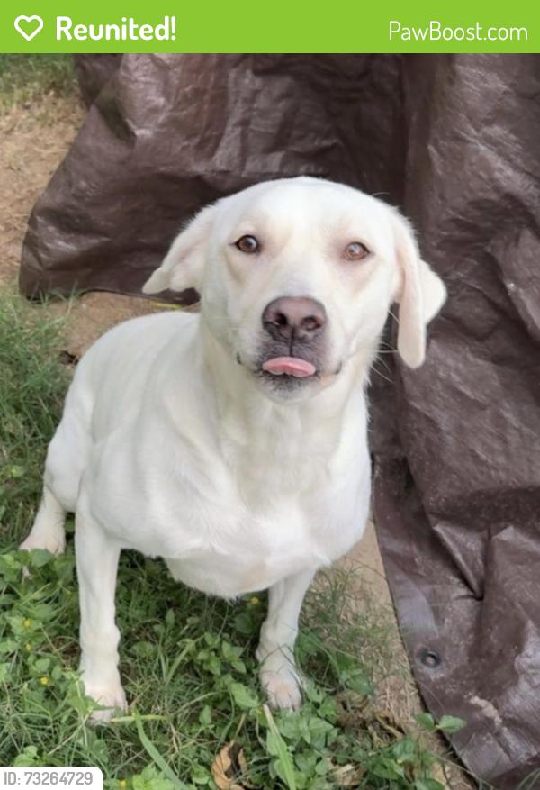 Reunited Female Dog last seen Near Cairntosh St, Houston, TX 77084, USA, Houston, TX 77084