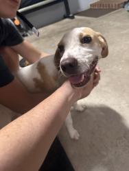 Reunited Female Dog last seen adthan circle, Goose Creek, SC 29445