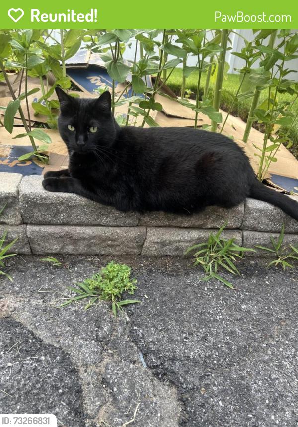 Reunited Male Cat last seen Albany street, Schenectady, NY 12304