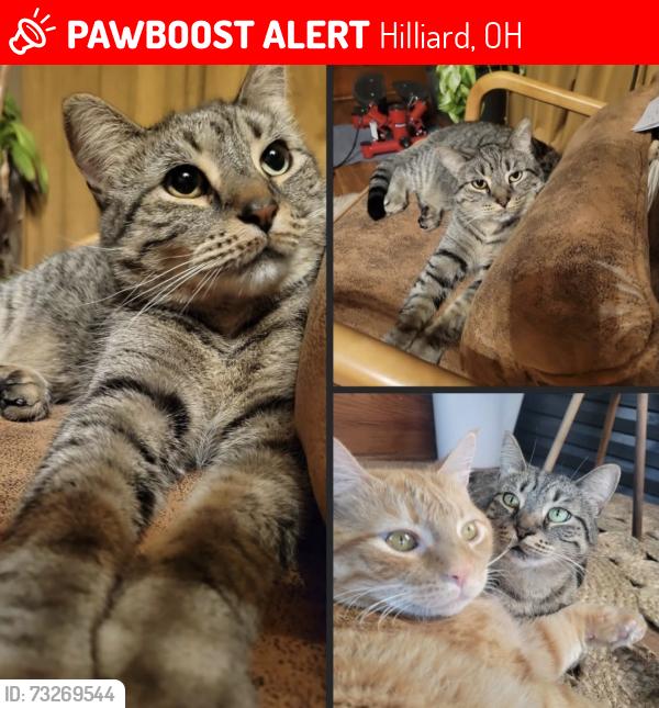 Lost Female Cat last seen Norwich St. and Main St. Hilliard Ohio, Hilliard, OH 43026