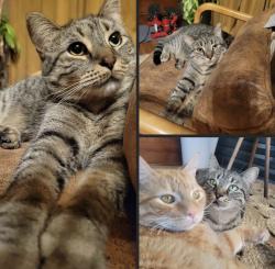 Lost Female Cat last seen Norwich St. and Main St. Hilliard Ohio, Hilliard, OH 43026