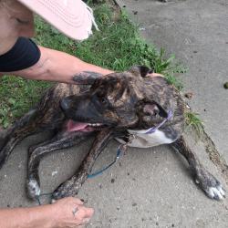 Found/Stray Male Dog last seen Tipton,chestnut, High Point, NC 27262