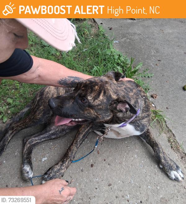 Found/Stray Male Dog last seen Tipton,chestnut, High Point, NC 27262