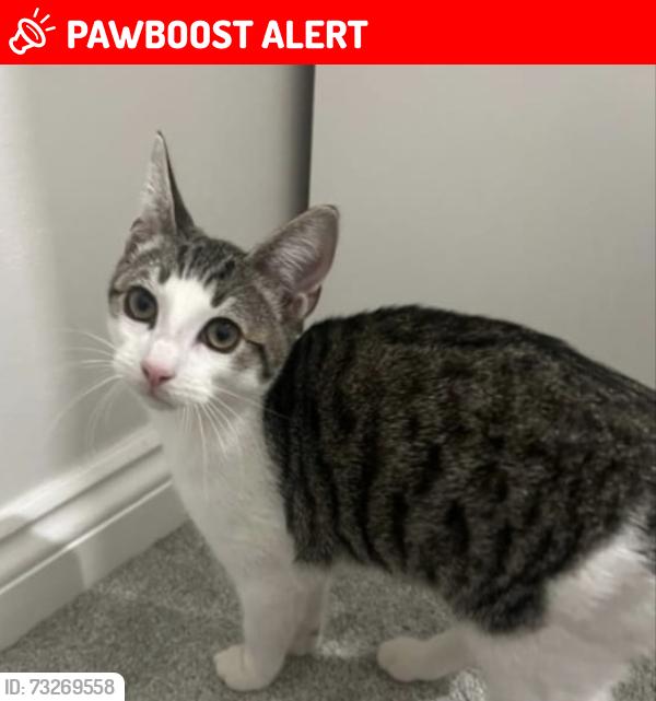 Lost Male Cat last seen 13A westbourne grove terrace basement flt, Greater London, England W2 5SD