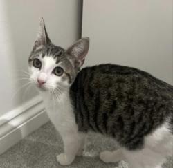 Lost Male Cat last seen 13A westbourne grove terrace basement flt, Greater London, England W2 5SD