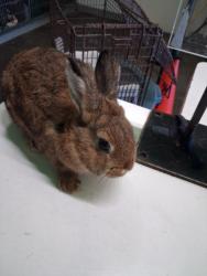 Shelter Stray Male Other last seen , 1850 W 60th St, Los Angeles, CA 90047, USA