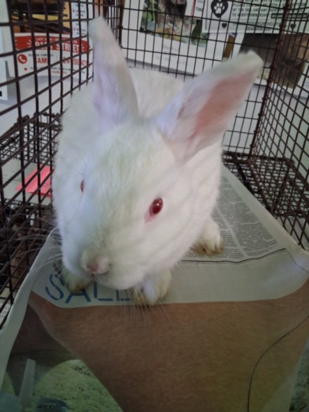Shelter Stray Male Other last seen , 1850 W 60th St, Los Angeles, CA 90047, USA
