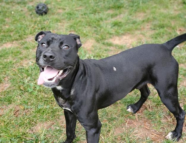 Shelter Stray Male Dog last seen CHARLOTTE, 8315 Byrum Dr, Charlotte, NC 28217, USA