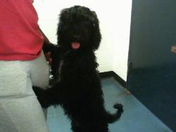 Shelter Stray Female Dog last seen CHARLOTTE, 8315 Byrum Dr, Charlotte, NC 28217, USA