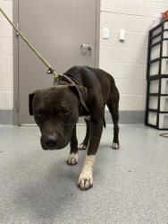 Shelter Stray Female Dog last seen Near, 5001 E Raymond St, Indianapolis, IN 46203, USA