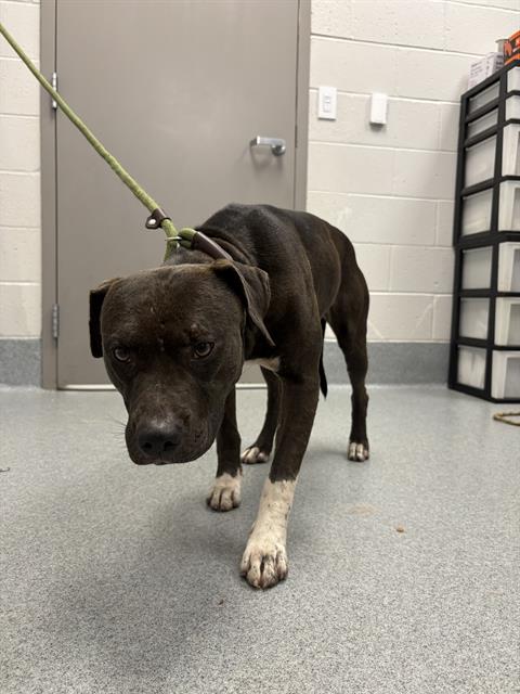 Shelter Stray Female Dog last seen Near, 5001 E Raymond St, Indianapolis, IN 46203, USA