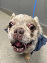 Shelter Stray Female Dog last seen CELESTE/TORREY PINES, 655 N Mojave Rd, Las Vegas, NV 89101, USA