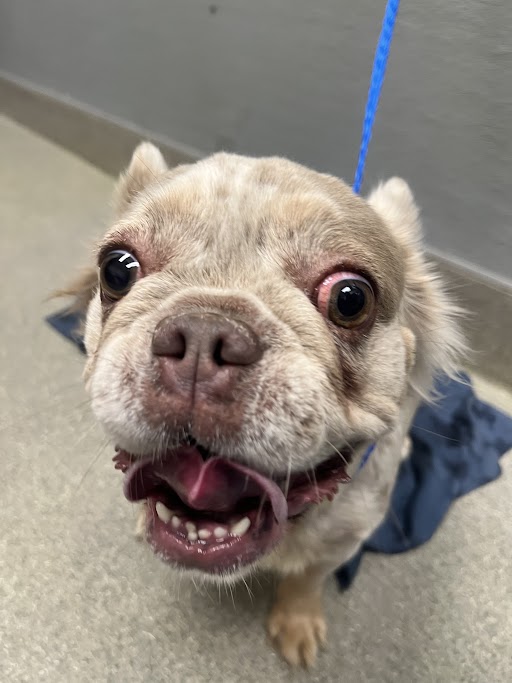Shelter Stray Female Dog last seen CELESTE/TORREY PINES, 655 N Mojave Rd, Las Vegas, NV 89101, USA