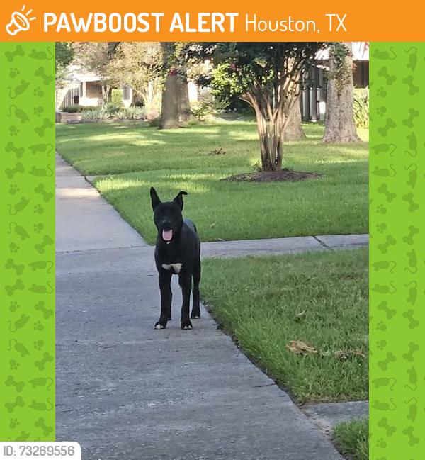 Found/Stray Male Dog last seen Ella Blvd, zip code 77018,, Houston, TX 77018