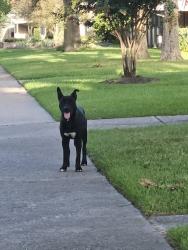 Found/Stray Male Dog last seen Ella Blvd, zip code 77018,, Houston, TX 77018