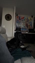 Lost Male Dog last seen Shiloh, Laredo, TX 78045