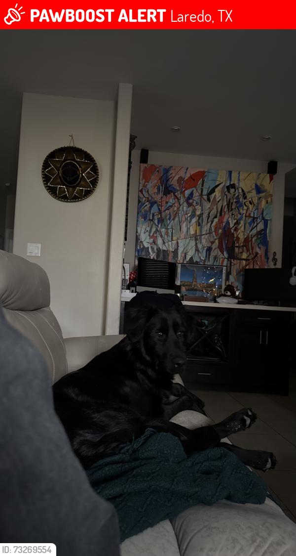 Lost Male Dog last seen Shiloh, Laredo, TX 78045
