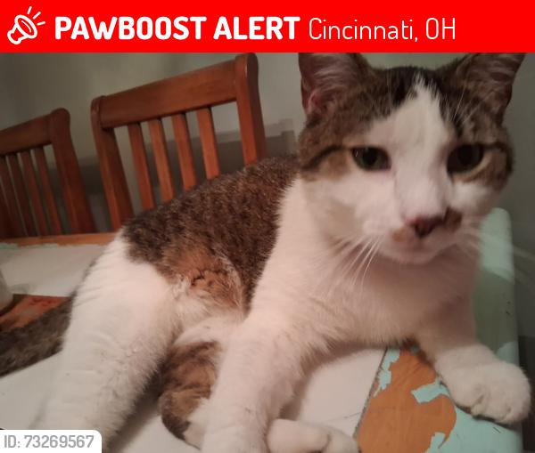 Lost Male Cat last seen Zoo, Cincinnati, OH 45229