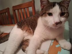 Lost Male Cat last seen Zoo, Cincinnati, OH 45229