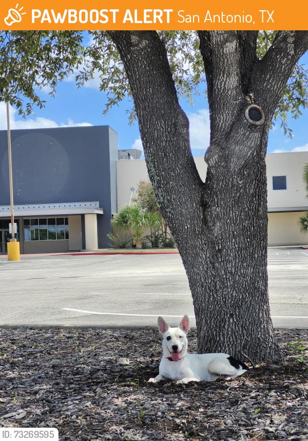 Found/Stray Male Dog last seen Golds gym parking lot, San Antonio, TX 78227