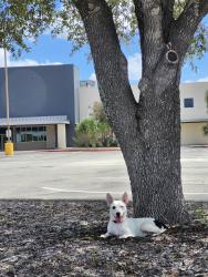 Found/Stray Male Dog last seen Golds gym parking lot, San Antonio, TX 78227