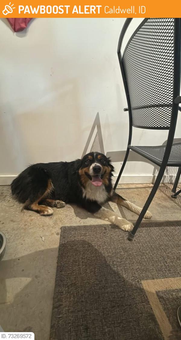 Found/Stray Female Dog last seen Plum Rd and Pear Ln in Caldwell, Idaho, Caldwell, ID 83607