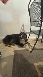 Found/Stray Female Dog last seen Plum Rd and Pear Ln in Caldwell, Idaho, Caldwell, ID 83607