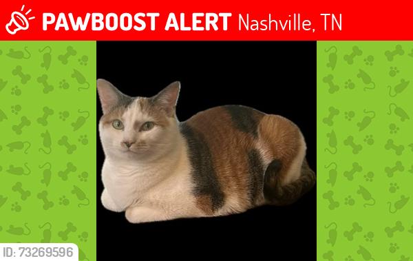 Lost Female Cat last seen Pasquo Road and Natchez Bend Road, Nashville, TN 37221
