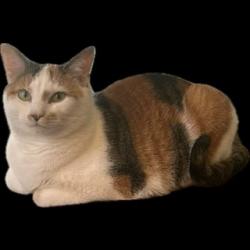 Lost Female Cat last seen Pasquo Road and Natchez Bend Road, Nashville, TN 37221