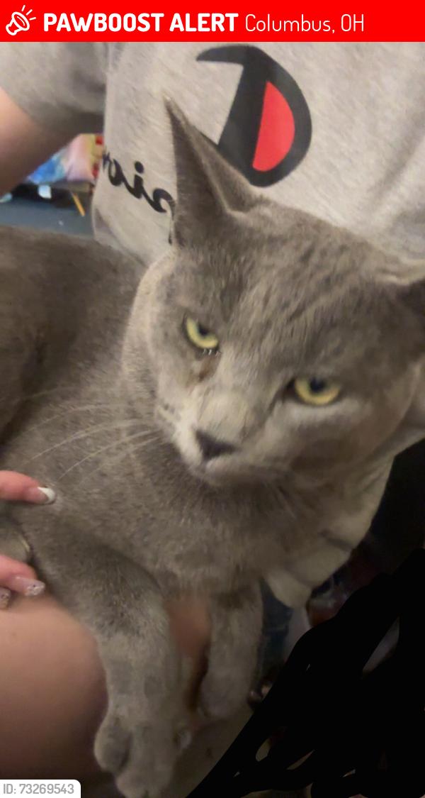 Lost Male Cat last seen Mound Sreet Columbus Ohio, Columbus, OH 43223