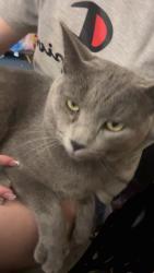 Lost Male Cat last seen Mound Sreet Columbus Ohio, Columbus, OH 43223