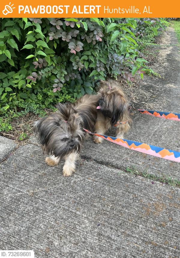 Found/Stray Female Dog last seen Bremerton dr, Huntsville, AL 35824