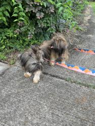 Found/Stray Female Dog last seen Bremerton dr, Huntsville, AL 35824