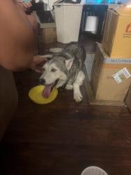 Found/Stray Male Dog last seen Taco cabana, Fort Worth, TX 76137