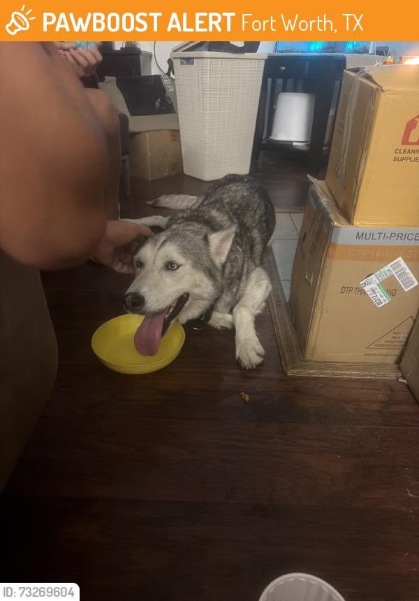 Found/Stray Male Dog last seen Taco cabana, Fort Worth, TX 76137