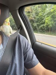 Found/Stray Unknown Bird last seen 239-12 Oak Park Dr, Douglaston, NY 11362, Queens, NY 11362