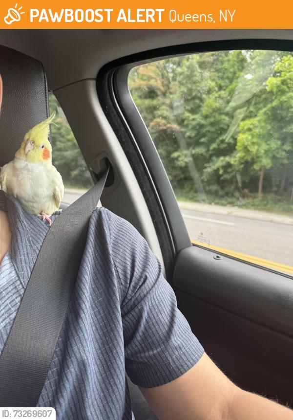 Found/Stray Unknown Bird last seen 239-12 Oak Park Dr, Douglaston, NY 11362, Queens, NY 11362
