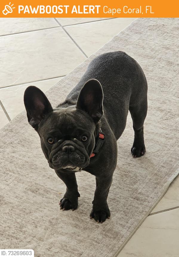Found/Stray Female Dog last seen Burnt Store Rd, Cape Coral, FL 33993