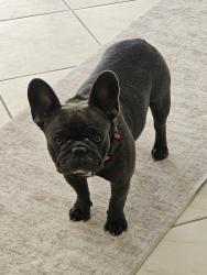 Found/Stray Female Dog last seen Burnt Store Rd, Cape Coral, FL 33993