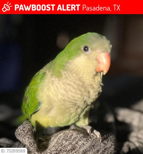Lost Unknown Bird last seen Pérez Rd, Pasadena, TX 77502