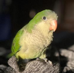 Lost Unknown Bird last seen Pérez Rd, Pasadena, TX 77502