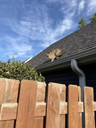 Found/Stray Unknown Cat last seen Iglehart and mackubin 55103, Saint Paul, MN 55103