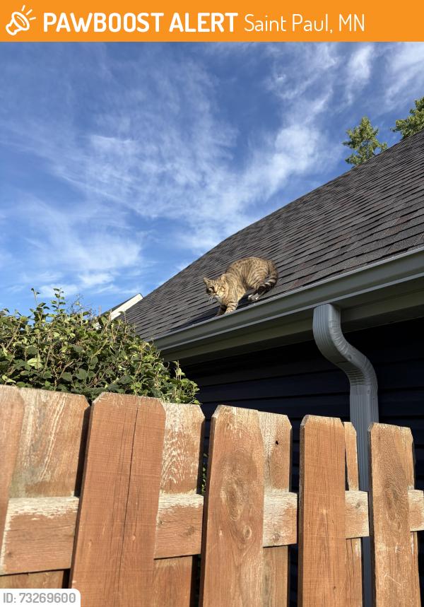 Found/Stray Unknown Cat last seen Iglehart and mackubin 55103, Saint Paul, MN 55103