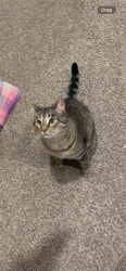 Lost Male Cat last seen 12 Mile Rd and Northland Dr, Rockford, MI 49341
